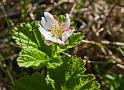 rubus chamaemorus